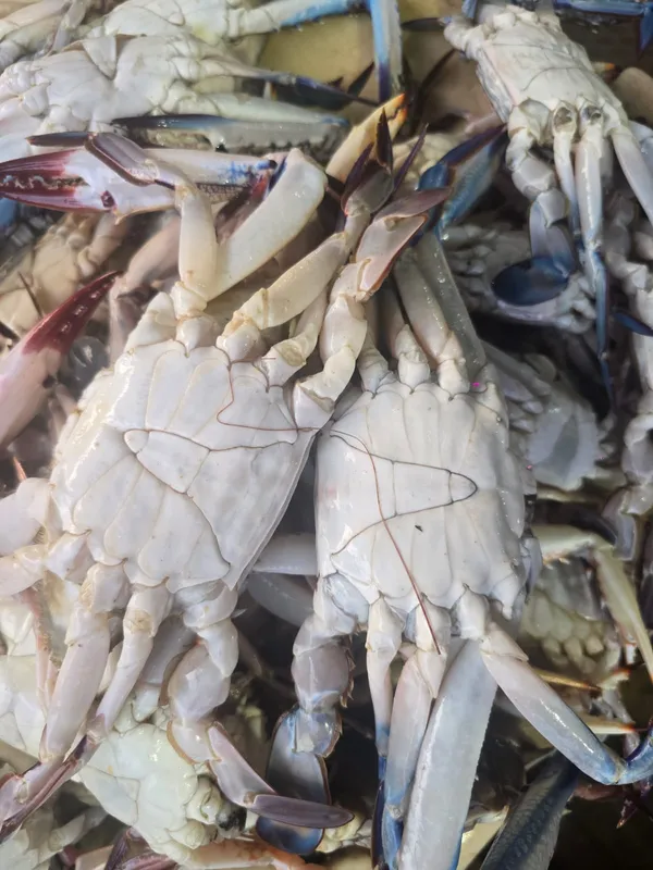 Blue Swimming Crab — fresh crabs available for order in Trivandrum