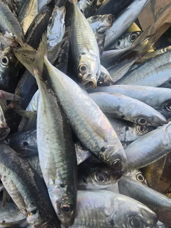 Fresh Mackerel Ayala — bulk fish for wholesale and home delivery