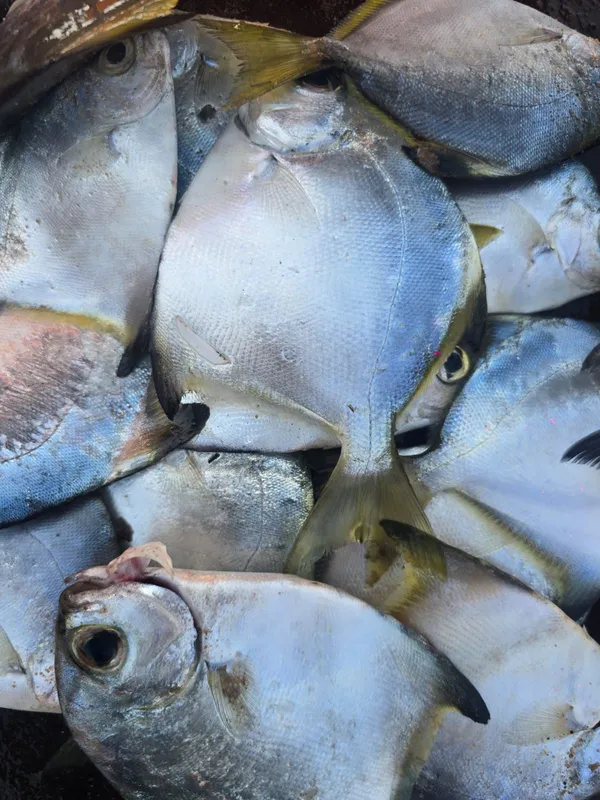 Silver Pomfret — premium fresh fish available for home delivery