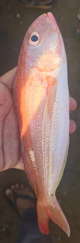 Red Snapper — fresh catch of the day from Daily Fresh