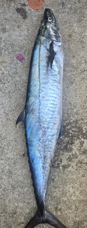 King Mackerel Seer Fish — premium large fish available wholesale and retail