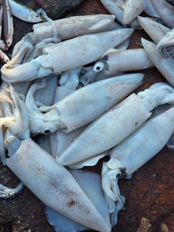 Fresh Squid Koonthal — seafood variety from Daily Fresh Valiyathura