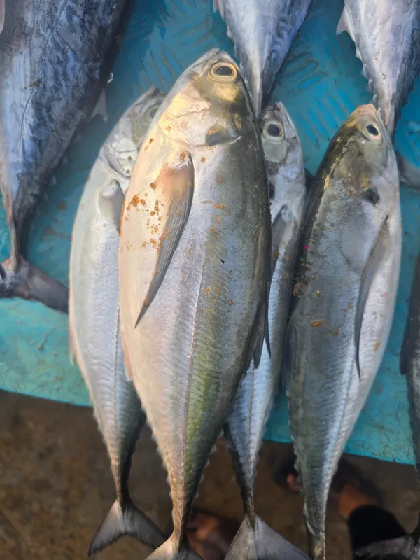 Fresh Trevally fish — daily collected from Vizhinjam harbour